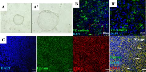 Development And Characterization Of A Polarized Human Endometrial Cell