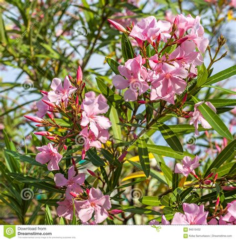 Beautiful Pink Nerium Oleander Flowers On Bright Summer Day Stock Photo