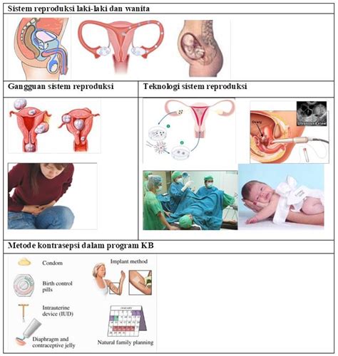 Kunci Jawaban Organ Organ Penyusun Sistem Reproduksi Pada Perempuan