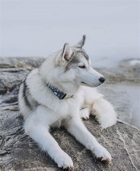 Siberian Husky Dog Breed Information And Pictures Pets Planet