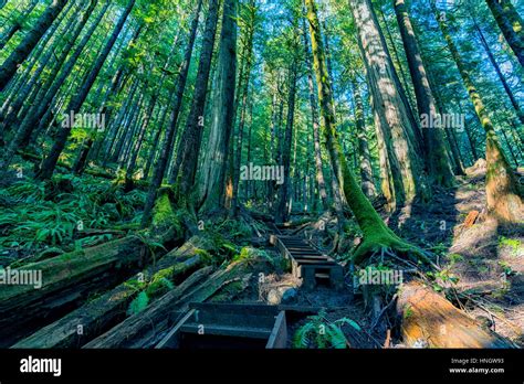 Natural Beauty In Vancouver Island Series Ancient Forest Wonderland