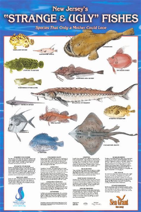 Fish Texas Saltwater Fish Identification Pictures