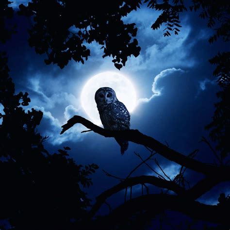 Seeing An Owl At Night Spiritual Meaning Awakening State