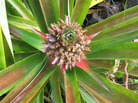 Blooming Pineapple Plant