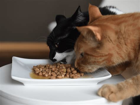A pet food recall occurs. Freshpet Cat Food Reviews (Recalls, Pros And Cons ...
