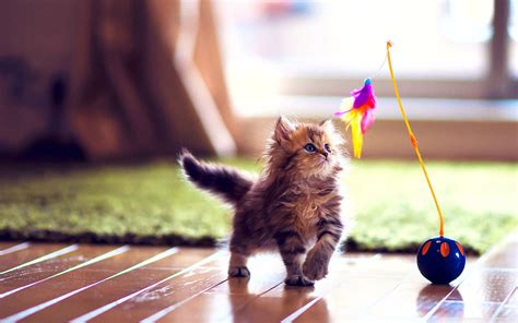 Cute Kitten Wallpapers ·① Wallpapertag