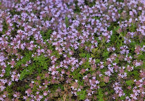 Creeping Thyme Care And Growing Guide