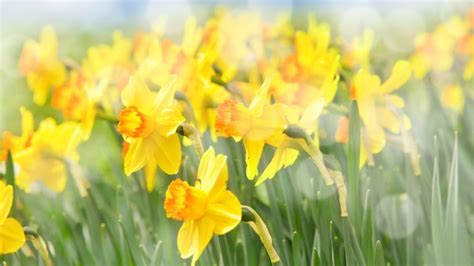 The Surprising Symbolism Of Daffodils An Eye Opening Guide