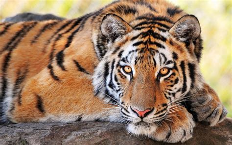 Handsome Tiger 动物 照片 34916434 潮流粉丝俱乐部