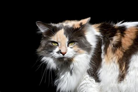 Long Haired Calico Cat Portrait Photograph By Jl Images Fine Art America