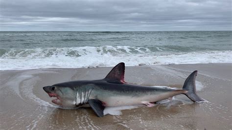 Close Up Photo Shows Shark Washed Up On Cape Cod Beach Nbc Boston