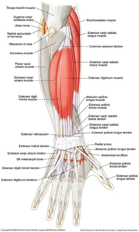 Forearms Muscle Anatomy