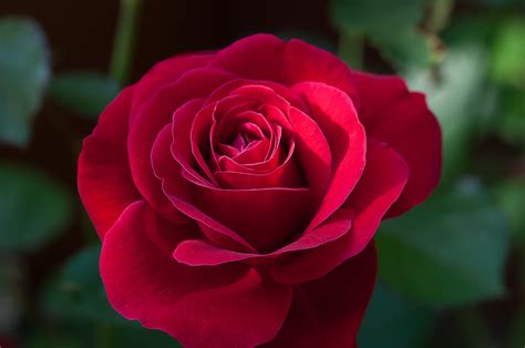 Images Gratuites Fleur Pétale Floraison Fermer Flore Rose Rouge