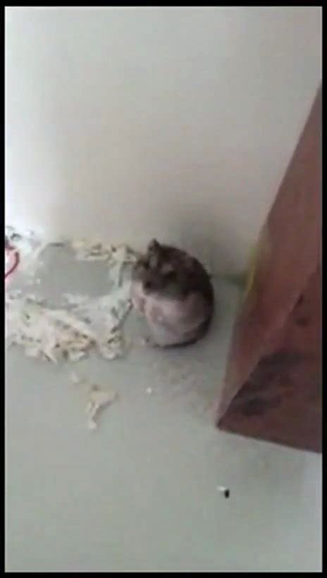 Video Hamster Plays Dead Cute Funny Hamster Cute Animals Lol