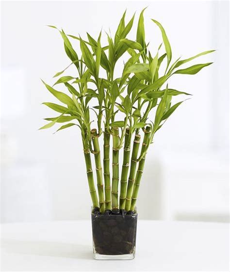 99 Best DIY Bamboo Plant Ideas For Your Home Look Like A Garden