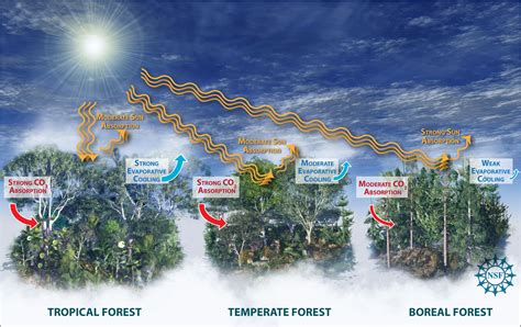 Epidemiological Study Demonstrates Climate Change Effects On Forests