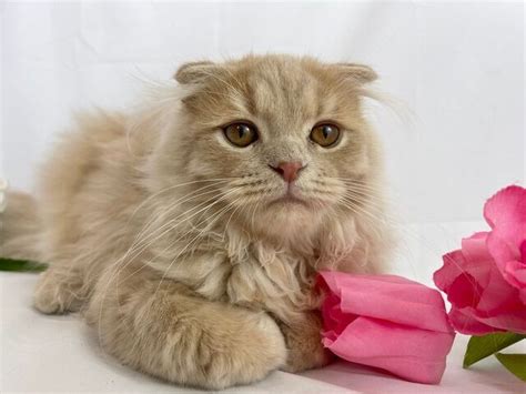 Handsome Scottish Fold Male For Sale Ready Now Ava Best Kitten Classifieds