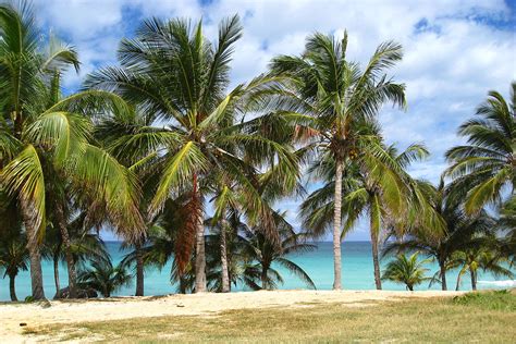 Palm Trees The Beautiful Scenery At Varadero Cuba This P Flickr