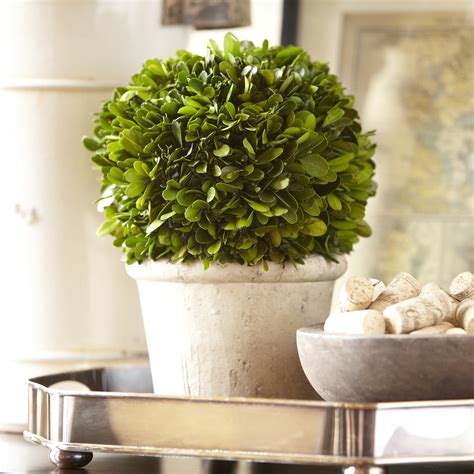 Birch Lane Round Preserved Boxwood Topiary And Reviews Wayfair