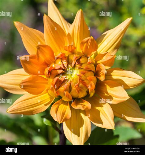 Dahlia Glorie Hi Res Stock Photography And Images Alamy