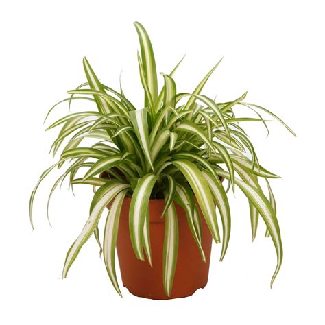 If your cat eats enough spider plant leaves they can have an upset stomach, vomiting, and diarrhea. Spider Plant | Plants, Spider plants, Toxic plants for cats