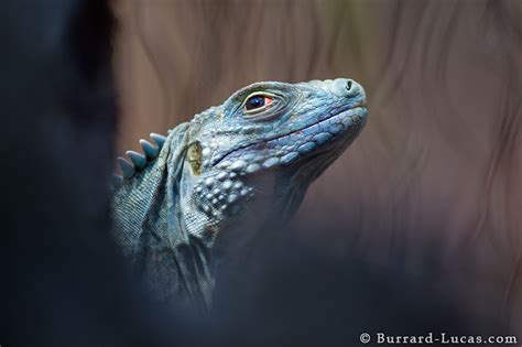 Wild Blue Iguana Burrard Lucas Photography