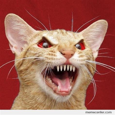 Angry Cat By Ben Meme Center Angry Cat Cats Cat Quotes