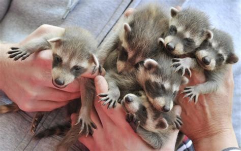In Pictures Two Week Old Raccoon Cubs Are Presented By Sonja