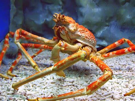 The Gigantic Japanese Spider Crab Strange Animals
