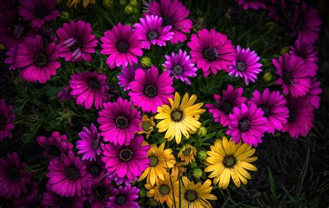 Purple And Yellow African Daisies Hd Wallpaper Background Image