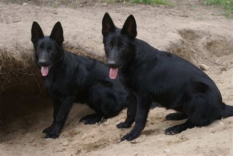German Shepherd Dogs For Sale In Michigan German Shepherd Puppies For