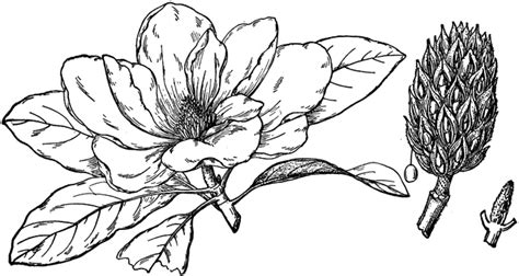 Black and white page f. Flower of Southern Magnolia | ClipArt ETC