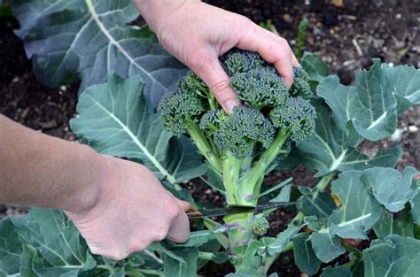 Broccoli Plant Stages Growing Green And Strong One Step At A Time