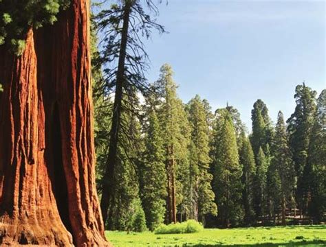 Sequoia National Forest And Giant Sequoia National Monument Region