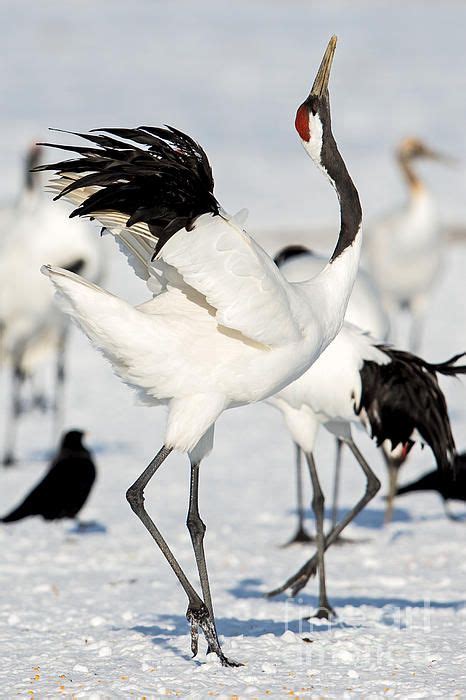 The Red Crowned Crane Is Known For Its Elaborate Dances With Mating