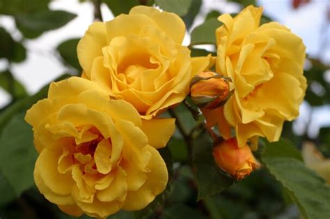 Best Climbing Roses For The Gardener The Washington Post