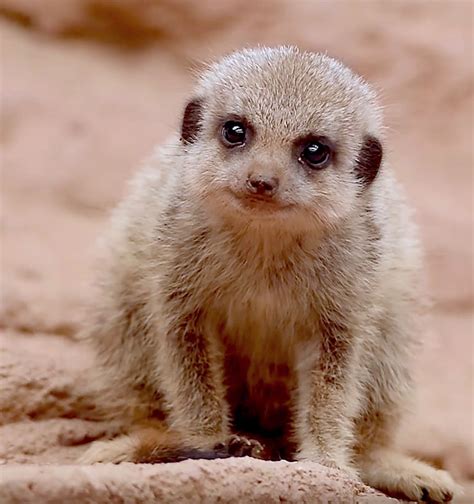 List 91 Pictures A Picture Of A Meerkats Superb 102023