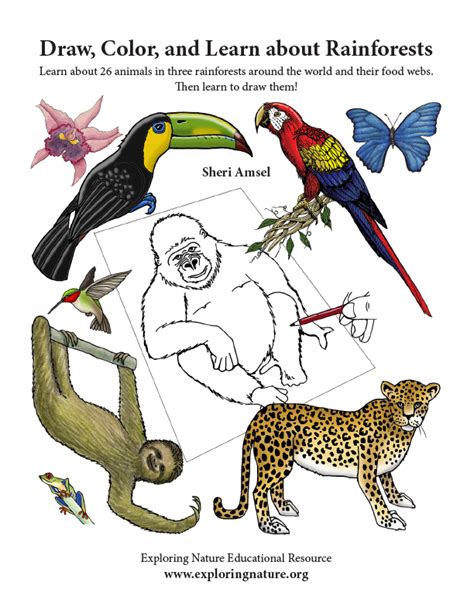 Rainforest Animals Drawings Rainforest Congo African Animals Forest