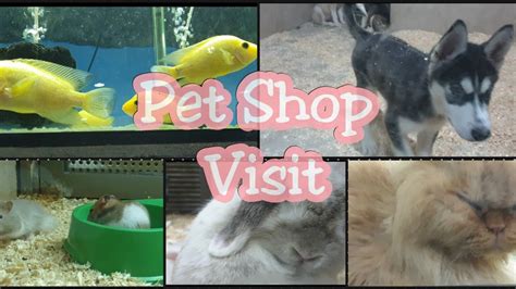All About A Pet Shop In Jeddah Saudi Arabia Pets Oasis Youtube