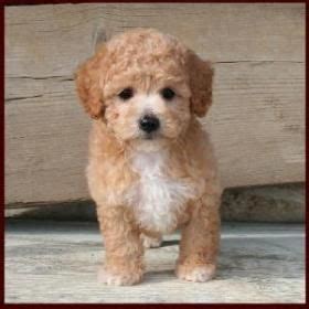 Poochon puppy pra clear for sale. Poochon aka Bichon Poodle Puppy....I love this guy ...