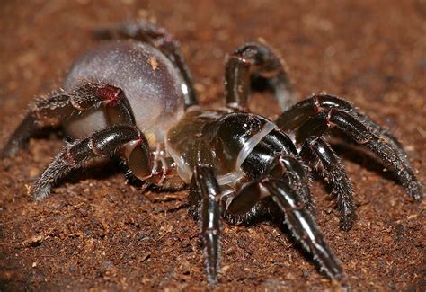 Interesting Facts About The Trapdoor Spider Ctenizidae Arthropoda