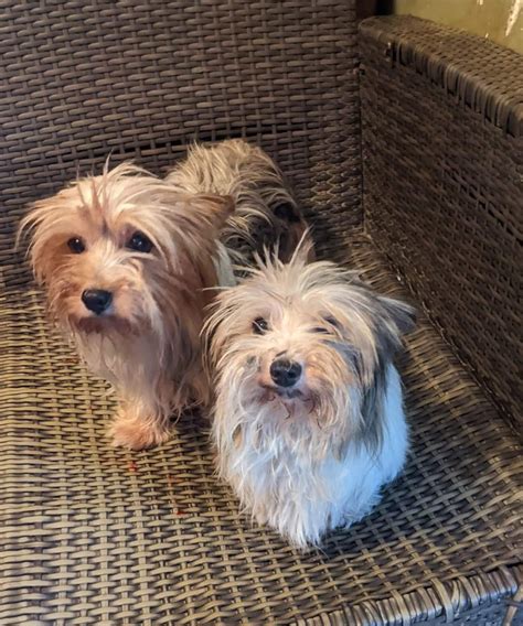 Dog For Adoption Parti Yorkies 1 Male And 1 Female A Yorkshire