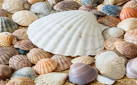 Shell Sand Beach Nature Tropical Ocean Seashell Paradise Island Marine Texture Pikist