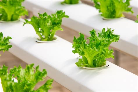 How Do Hydroponics Work A Quick Guide Lifestyle