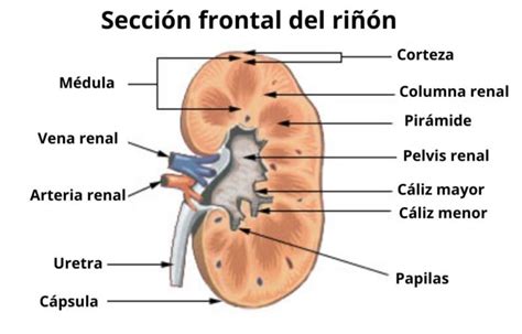 Papila Renal Características Histología Funciones