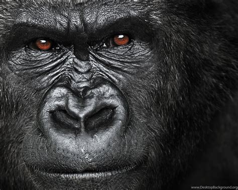 Angry Gorilla Wallpapers Desktop Background