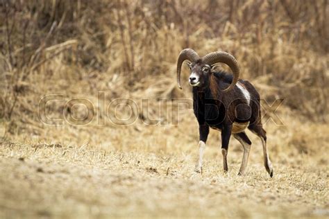 Adult Mouflon Ram Ovis Orientalis Stock Image Colourbox
