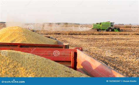 Combine Harvester Harvesting Soybean At Field Stock Image Image Of