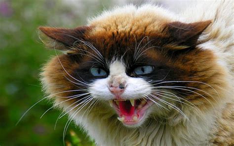The great collection of cat wallpapers hd 1920x1080 for desktop, laptop and mobiles. HD Very Angry Cat Wallpaper | Download Free - 113093
