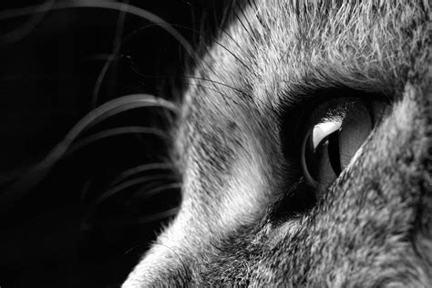 Dry Eye Keratoconjunctivitis Sicca In Cats Cat World